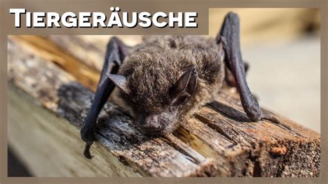 Tierger Usche Fledermaus Youtube