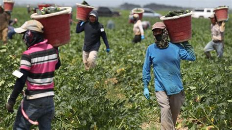 Fried ayuda a trabajadores agrícolas en Florida en la pandemia El