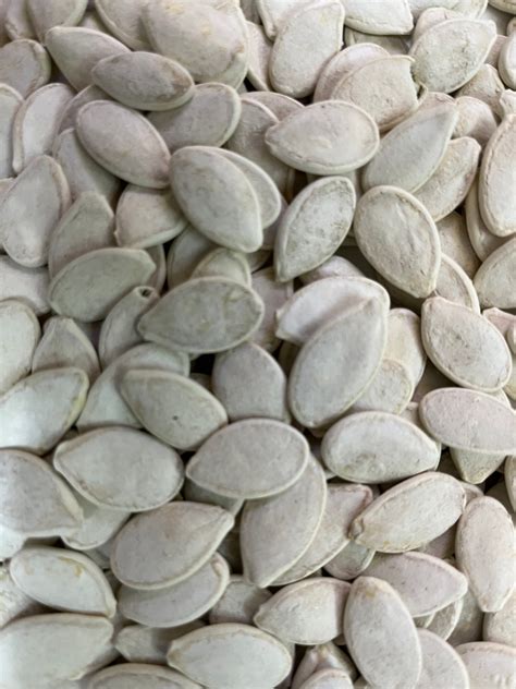 Squash Seeds Salted In Shell Sold Per Lb