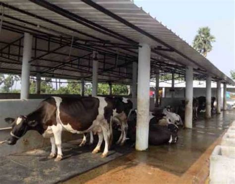 Cattle Shed Simple Cow Shed Plans