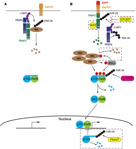 Frontiers Non Canonical Nf κb Signaling Initiated By Baff Influences