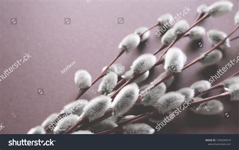 Beautiful Close Spring Willow Pussy Flowers Stock Photo 1350260510 Shutterstock