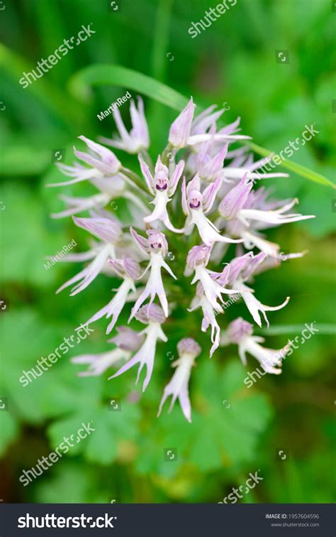 Naked Man Orchid Images Stock Photos Vectors Shutterstock