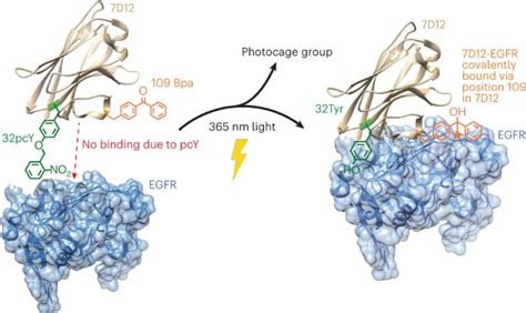 Site Specific Encoding Of Photoactivity And Photoreactivity Into