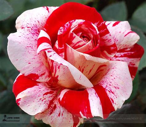 100pcs Vibrant Red Rosebush Seeds Collection - BestSeedsOnline.com ...