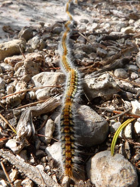 La Chenille Processionnaire Du Pin Vert D Horizon