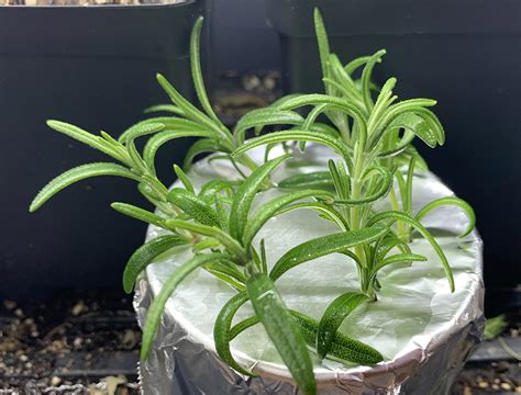 Rosemary Propagation – The Plant Bitch