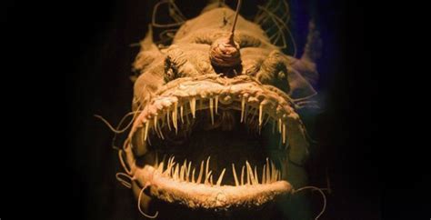 20 Bizarre Animals That Will Haunt Your Nightmares
