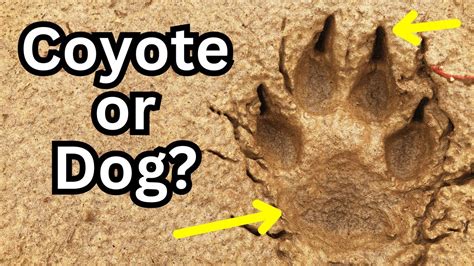 Coyote Vs Dog Tracks Easy Ways To Tell The Difference Youtube