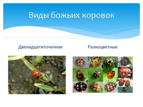 Виды божьих коровок - презентация онлайн