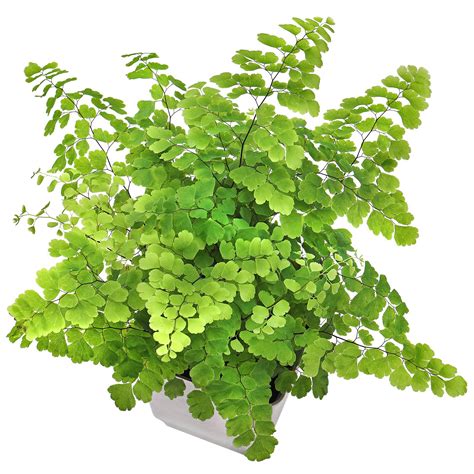 Adiantum Raddianum Aquasabi Aquascaping Shop