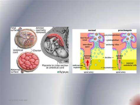 Placenta development