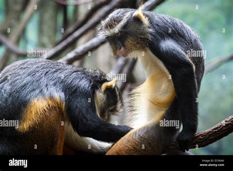 Two Hilarious Monkeys Grooming Each Other Stock Photo Alamy