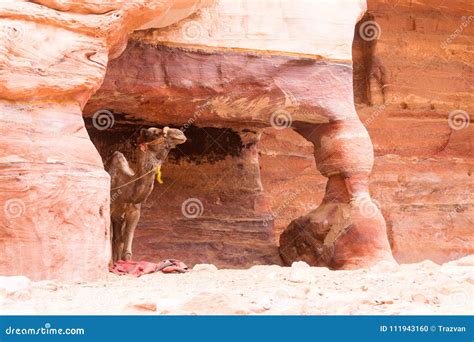 Camel In A Mountain Cave Stock Photo Image Of Dune 111943160