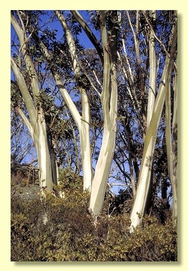 Eucalyptus Pauciflora Subsp Pauciflora