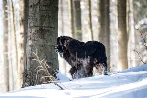 Neufundl Nder Charakter Haltung Und Gr E Aus Liebe Zum Haustier