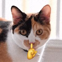 cat mewing gifs find share  giphy