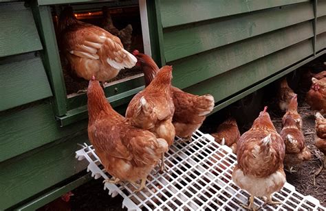 Vogelgriep Vastgesteld In Putten 110 000 Kippen Geruimd Puttensezaken Nl