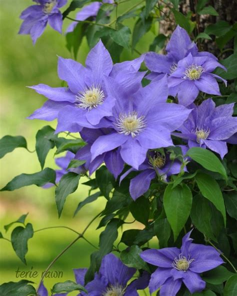 Clematis The Queen Of Climbing Plants Great Ideas For Your Yard And