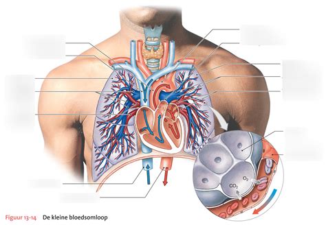 Kleine Bloedsomloop Diagram Quizlet