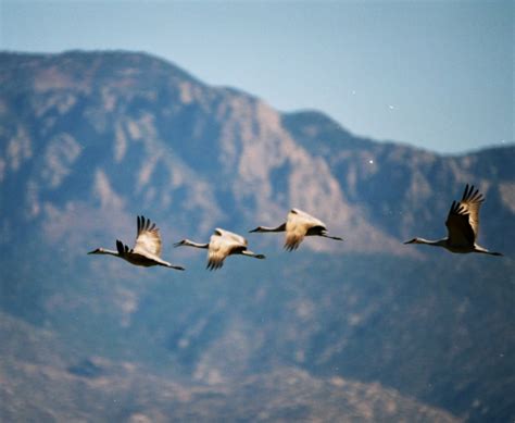 Return of the Sand Hill Cranes Celebration — Storytellers of New Mexico