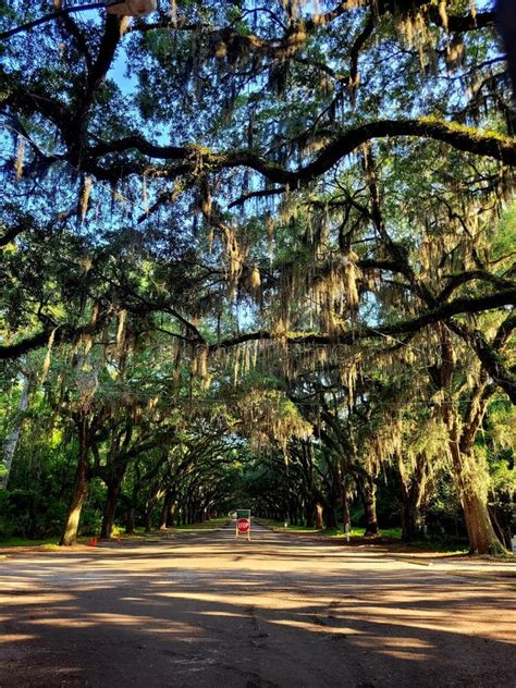 Savannah Georgia Tourism Editorial Stock Photo Image Of Green 260711868