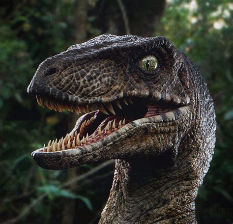 Velociraptor From Jurassic Park 3d World Scribd