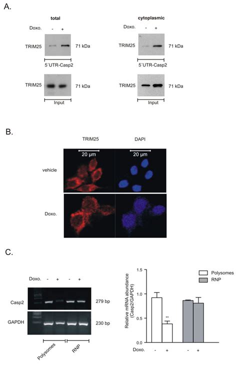 Doxorubicin Induces Trim Binding To The Utr Of Caspase And