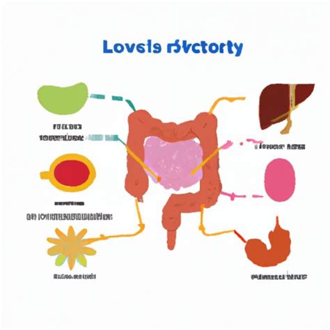 How The Digestive And Excretory Systems Work Together The Enlightened