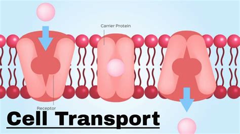 Cell Transport Passive And Active Transport Youtube