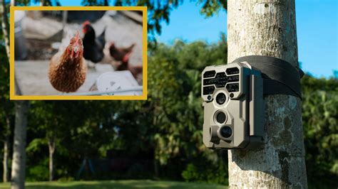 Trail Camera Setup Tips and Creative Installation Methods – GardePro
