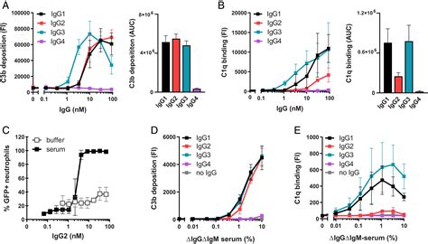 C1q Binding To Surface Bound IgG Is Stabilized By C1r2s2 Proteases PNAS