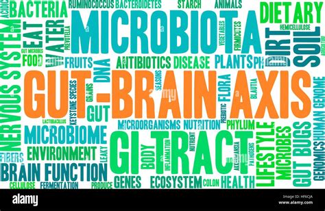 Gut Brain Axis Word Cloud On A White Background Stock Vector Image