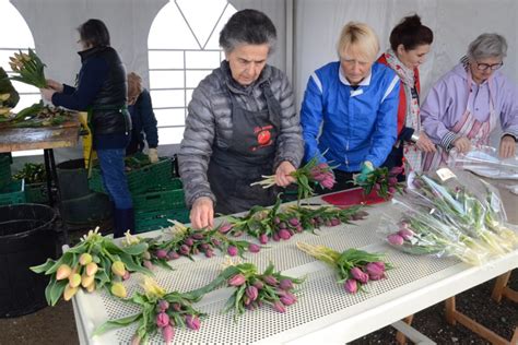 A Marmande des tulipes contre le cancer Le Républicain Lot et Garonne