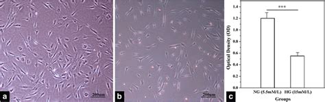 Morphology Of Human Dermal Fibroblasts Hdfs Cultured In Media At