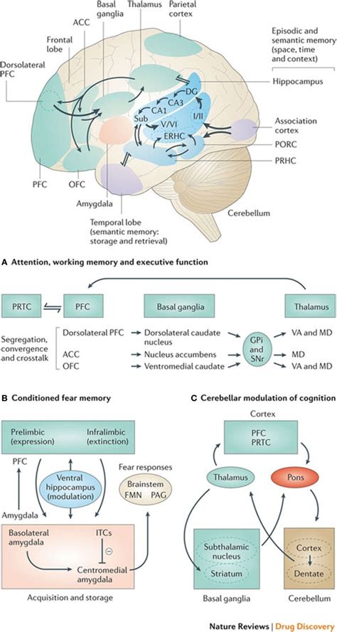 Basal Ganglia Frontal Lobe Connectivities For Motor Cognitive