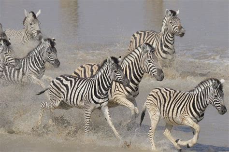 Botswana’s Makgadikgadi Zebra Migration