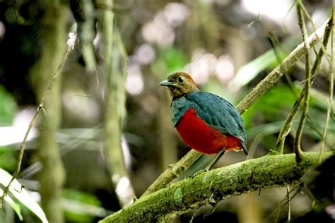 Tahoko Burung Cantik Endemik Maluku Utara