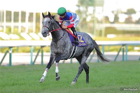 ヴェローナシチー Verona City 競走馬データベース 競馬ラボ