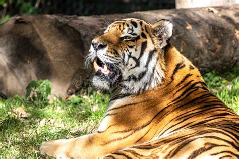 The Siberian Tiger Panthera Tigris Altaica In A Park Stock Image