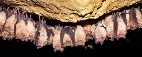 Bats From a Single Cave in China Have All The Building Blocks of a SARS Epidemic : ScienceAlert