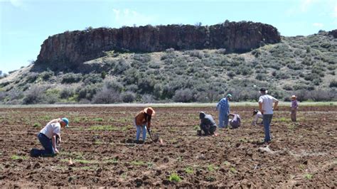 Working to keep traditional ways, types of Hopi corn - ICT News