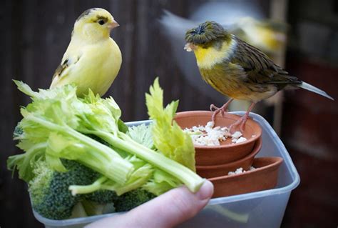 CONSEJOS BÁSICOS para aprender a alimentar a tus canarios