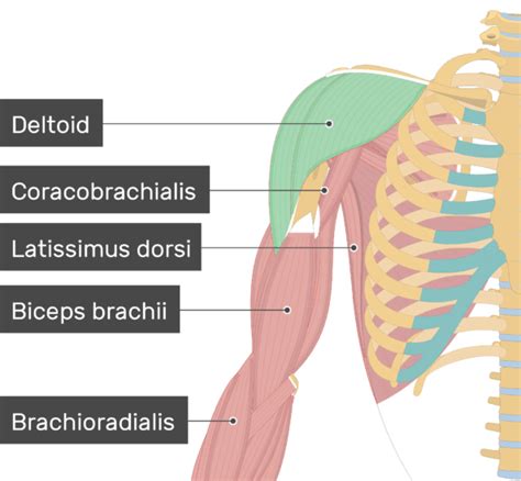 Deltoid Muscle - Anterior and Middle Heads