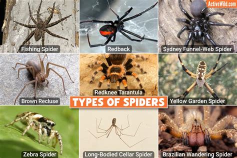 Types Of Spiders With Pictures And Facts Main Spider Groups