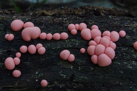 Pc Lycogala Epidendrum Lycogala Epidendrum Slime M Flickr