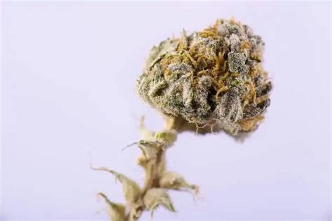 Blood Orange Weed Strain Review Information