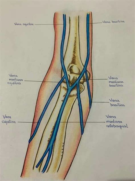 Venas del miembro súper Anatomía médica Tecnico auxiliar de