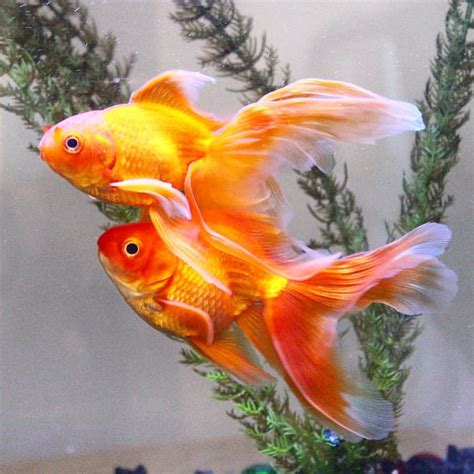 Veiltail goldfish – Artofit