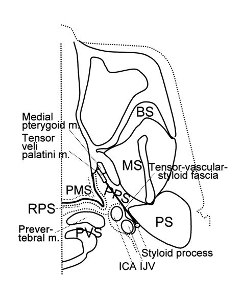 Parapharyngeal Space